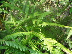 Gleicheniaceae