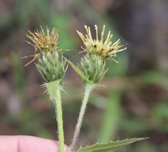 Cirsium parryi