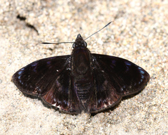 Mictris crispus