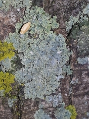 Physcia millegrana