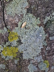 Physcia millegrana