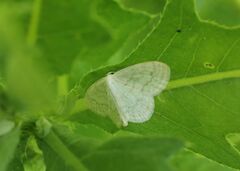 Scopula floslactata