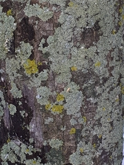 Physcia millegrana