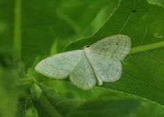 Scopula floslactata