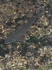 Salmo trutta
