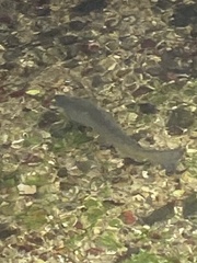 Salmo trutta