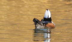 Lophodytes cucullatus