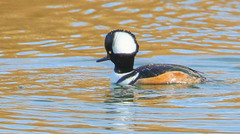 Lophodytes cucullatus