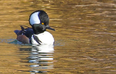 Lophodytes cucullatus