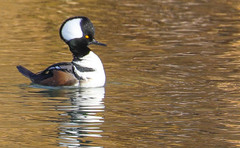 Lophodytes cucullatus