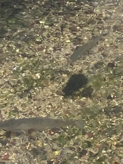Salmo trutta