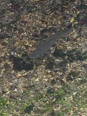Salmo trutta