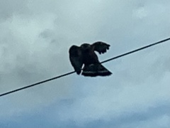 Buteo lineatus