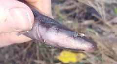 Amphiuma tridactylum