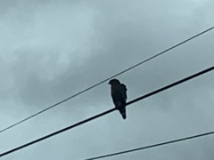 Buteo lineatus