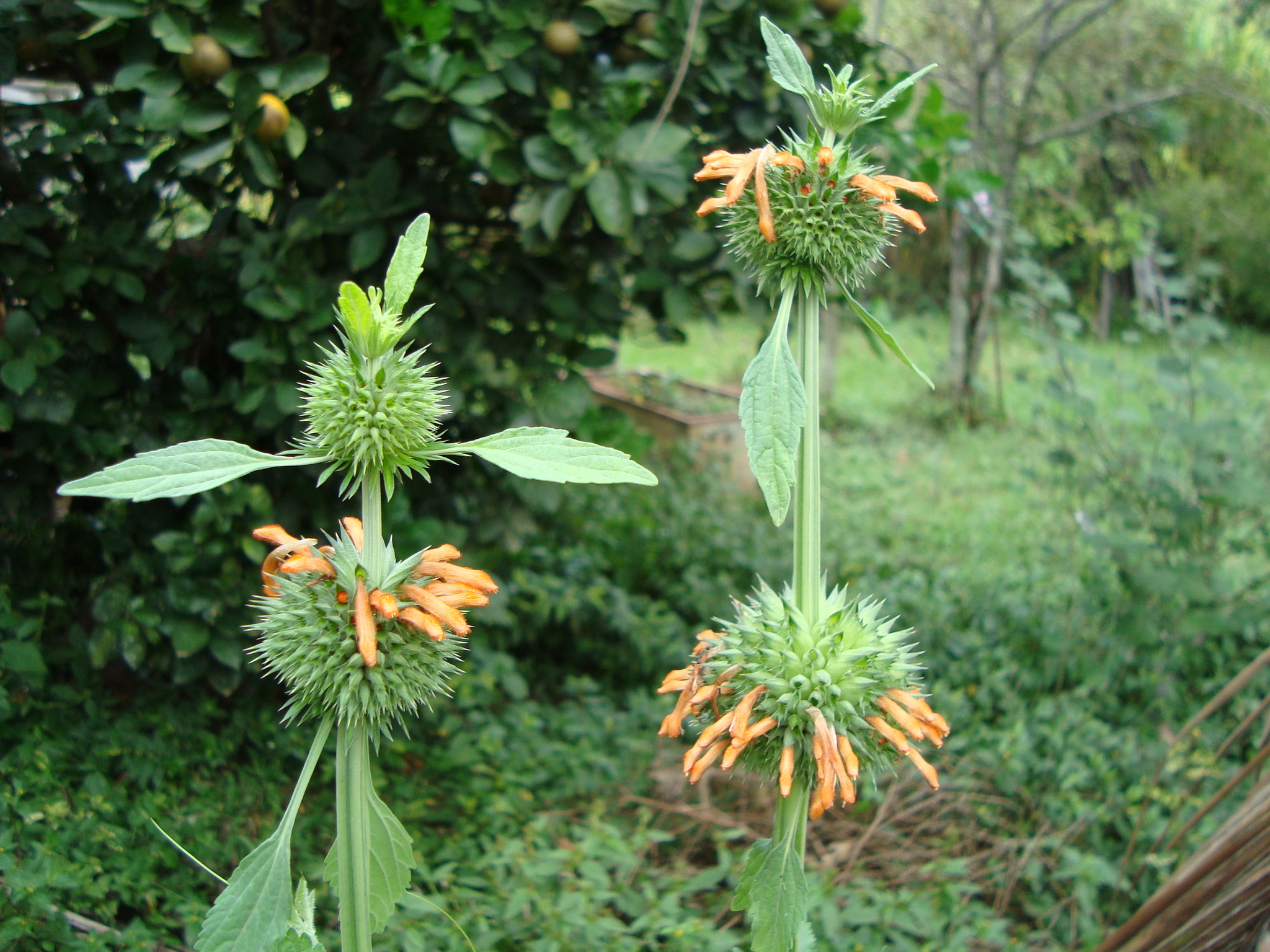 Leonotis nepetifolia