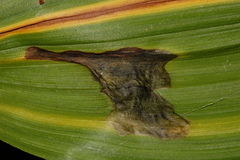 Neochirosia atrifrons