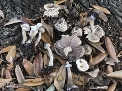 Agaricus endoxanthus