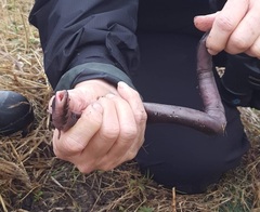 Amphiuma tridactylum