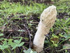 Phallus impudicus togatus
