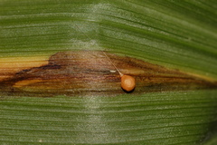 Neochirosia atrifrons