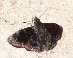 Mictris crispus