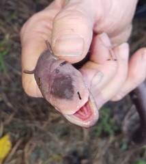 Amphiuma tridactylum