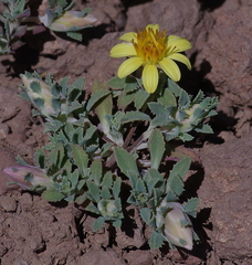 Chaetanthera flabellata