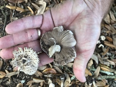 Agaricus endoxanthus