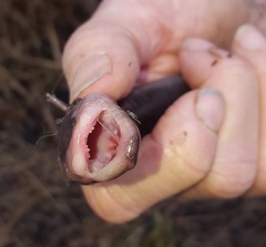 Amphiuma tridactylum