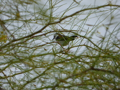 Fluvicola albiventer