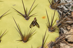 Diacrita costalis