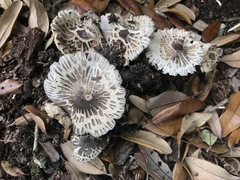Agaricus endoxanthus