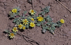Chaetanthera flabellata