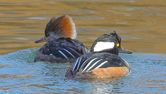 Lophodytes cucullatus