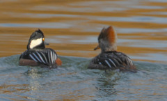Lophodytes cucullatus