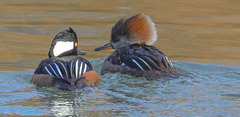 Lophodytes cucullatus