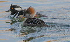 Lophodytes cucullatus