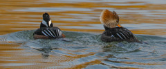 Lophodytes cucullatus