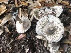 Agaricus endoxanthus