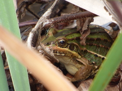 Leptodactylus luctator