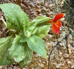 Erythranthe verbenacea