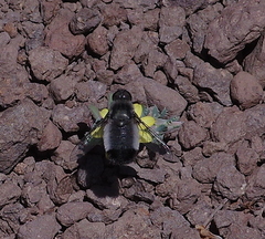 Exechohypopion leucomallum