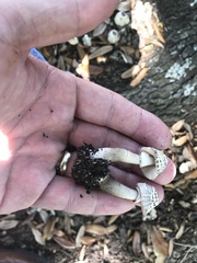 Agaricus endoxanthus
