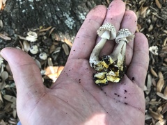 Agaricus endoxanthus