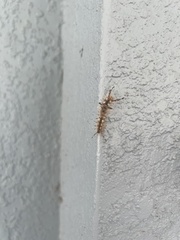 Lymantriinae