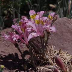 Alstroemeria pallida