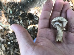 Agaricus endoxanthus