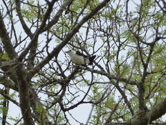 Fluvicola albiventer