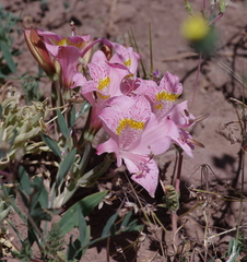 Alstroemeria pallida